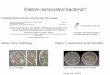 Discovery of a diatom-associated bacteria