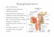 Head & Neck-hypoglossal & vagus nerves.ppt