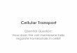 Cellular Transport Notes - Weebly