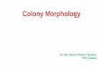 Colony Morphology - elearn.daffodilvarsity.edu.bd