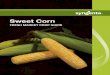 Sweet Corn - Syngenta US