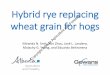 Hybrid rye replacing - FP Genetics | FP Genetics