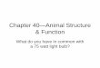 Chapter 40—Animal Structure & Function