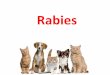 Rabies - pvlo-naw.dld.go.th