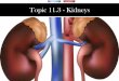 Topic 11.3 - Kidneys