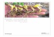 Mycorrhizal Association in Pteridophytes Species from 