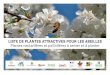 LISTE DE PLANTES ATTRACTIVES POUR LES ABEILLES Plantes 