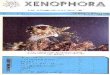 XENOPHORA036037 - olivirv.myspecies.info