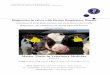 Diagnostics in calves with Bovine Respiratory Disease