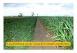 Low biomass cover crops for tomato production