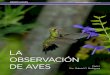 LA OBSERVACIÓN DE AVES - argentinambiental.com