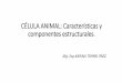 CÉLULA ANIMAL: Características y componentes estructurales