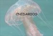 CNIDARIOS - portal.uah.es