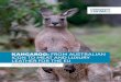 KANGAROO: FROM AUSTRALIAN ICON TO MEAT AND LUXURY …