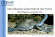 Valorização Sustentável do Polvo Octopus vulgaris