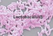 Lactobacilos - Definitivo