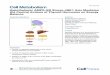 Hypothalamic AMPK-ER Stress-JNK1 Axis Mediates the Central 