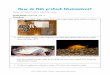 How do fish protect themselves?