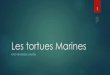 Les tortues Marines - rcae-plongee.be