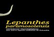Lepanthes - SCO