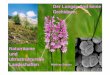 Der Lungau und seine Orchideen: Naturräume und ultrastrukturelle Landschaften