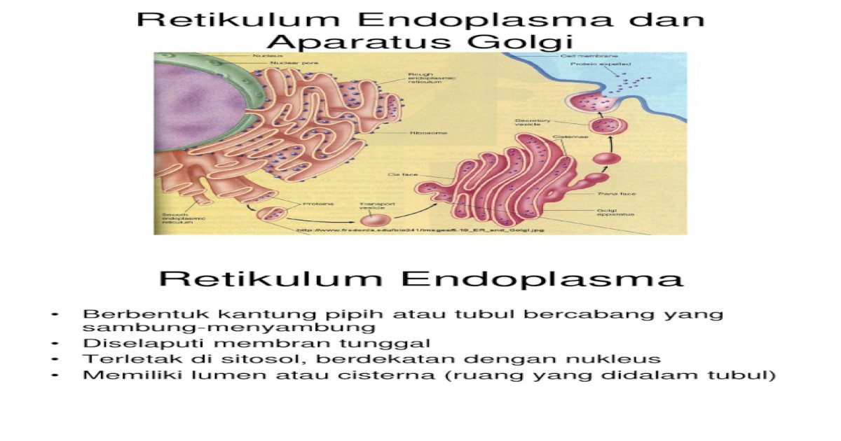 Endoplasma Perbedaan Endoplasma