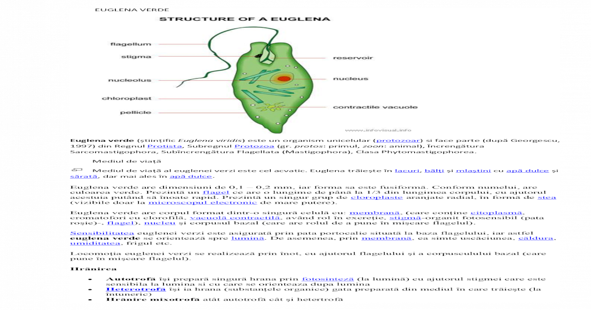 Euglena Verde