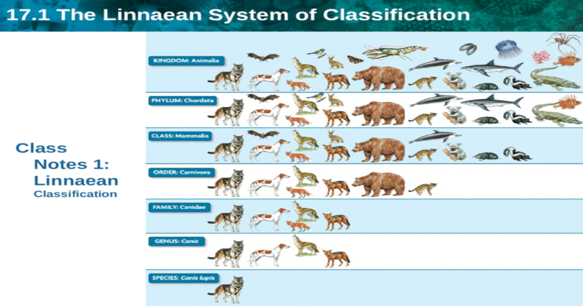 17-1-the-linnaean-system-of-classification-class-notes-1-linnaean-classification